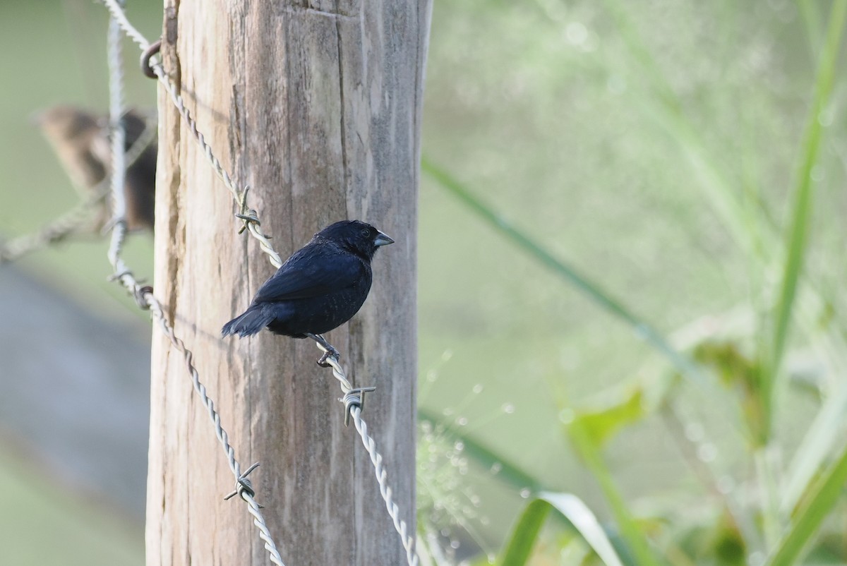 シコンヒワ - ML645711088