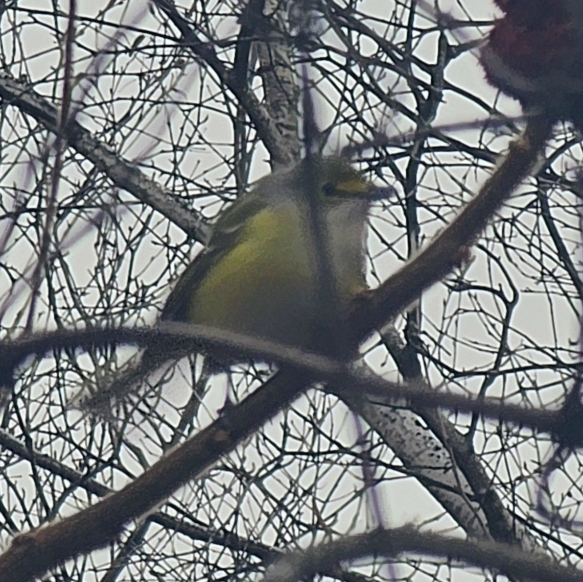White-eyed Vireo - ML645711089