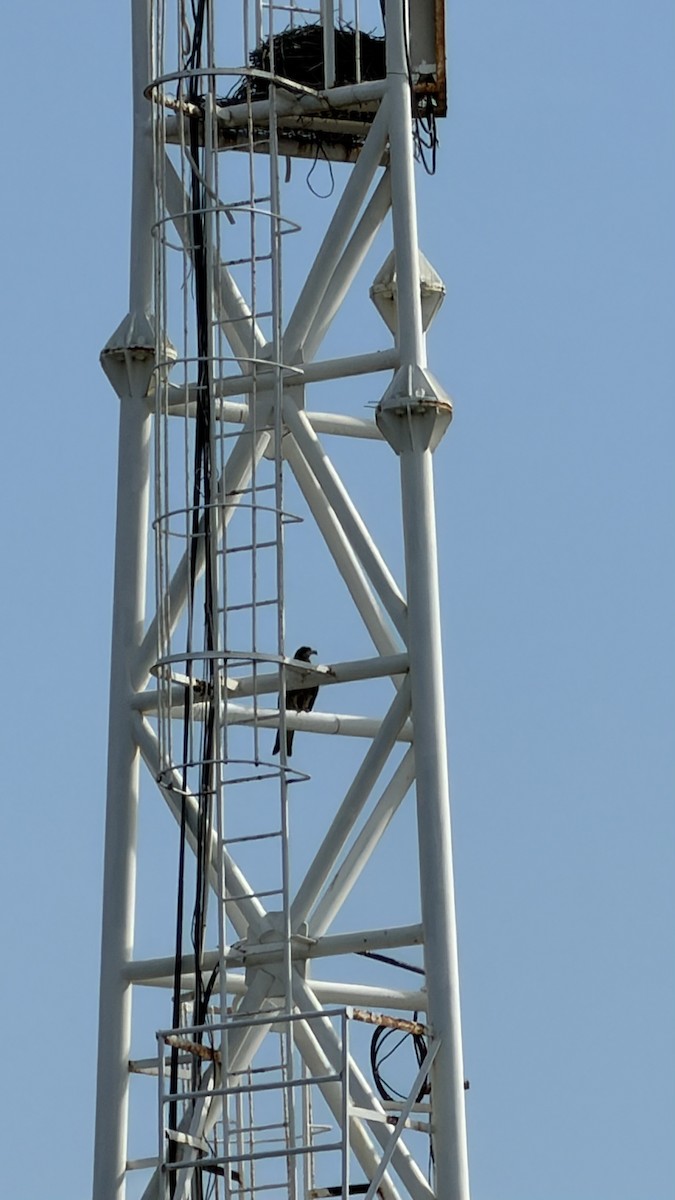 トビ - ML645711090