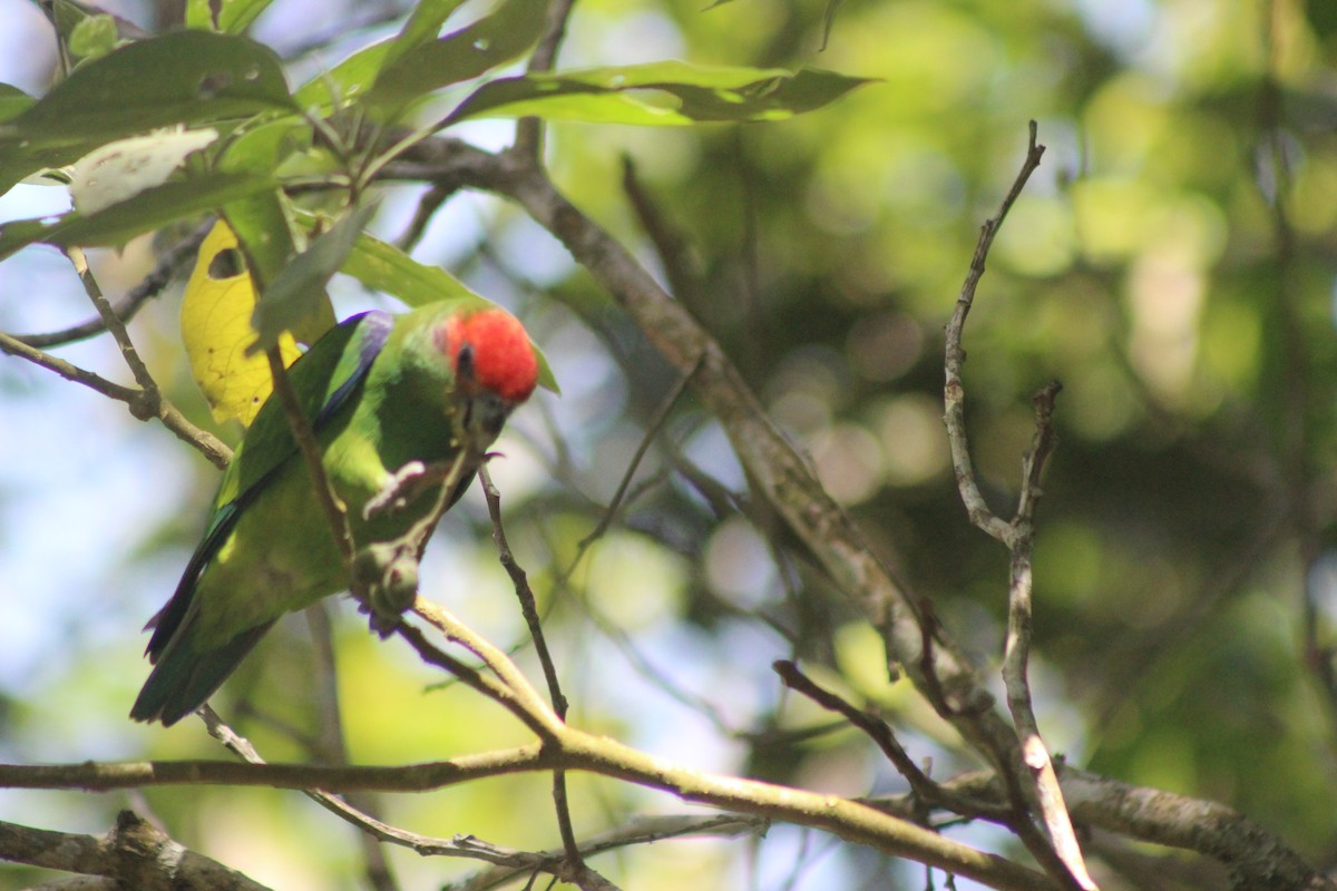 Pileated Parrot - ML645711093