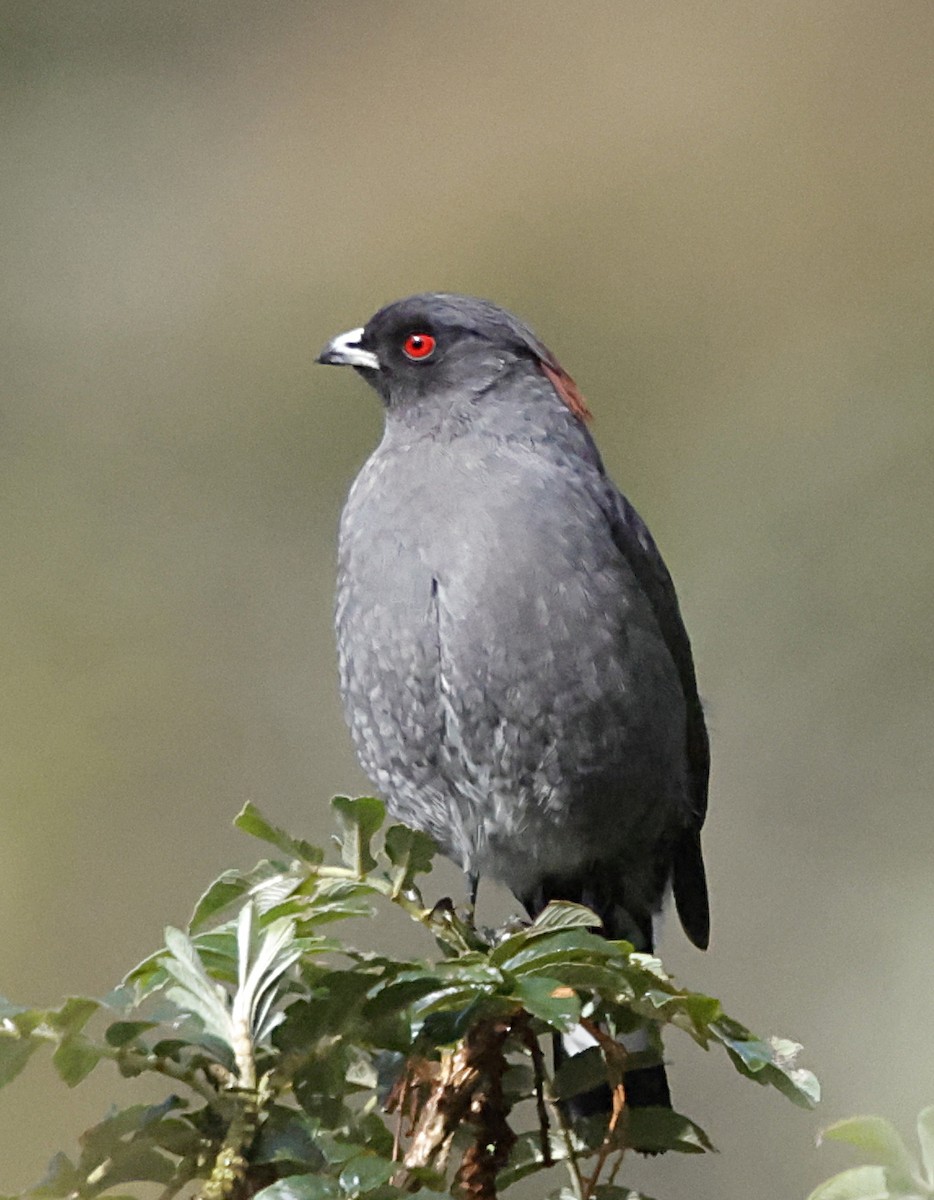 アカカンムリカザリドリ - ML645711094