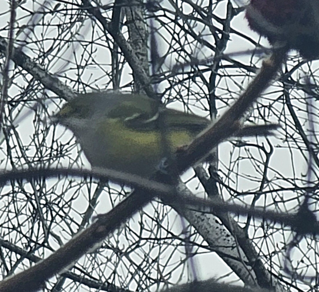 White-eyed Vireo - ML645711095