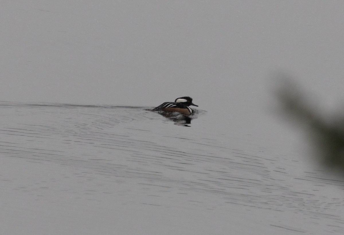 Hooded Merganser - ML645711097