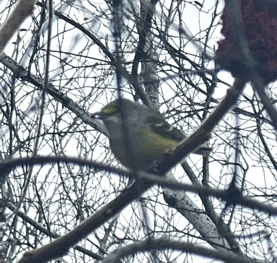 White-eyed Vireo - ML645711102