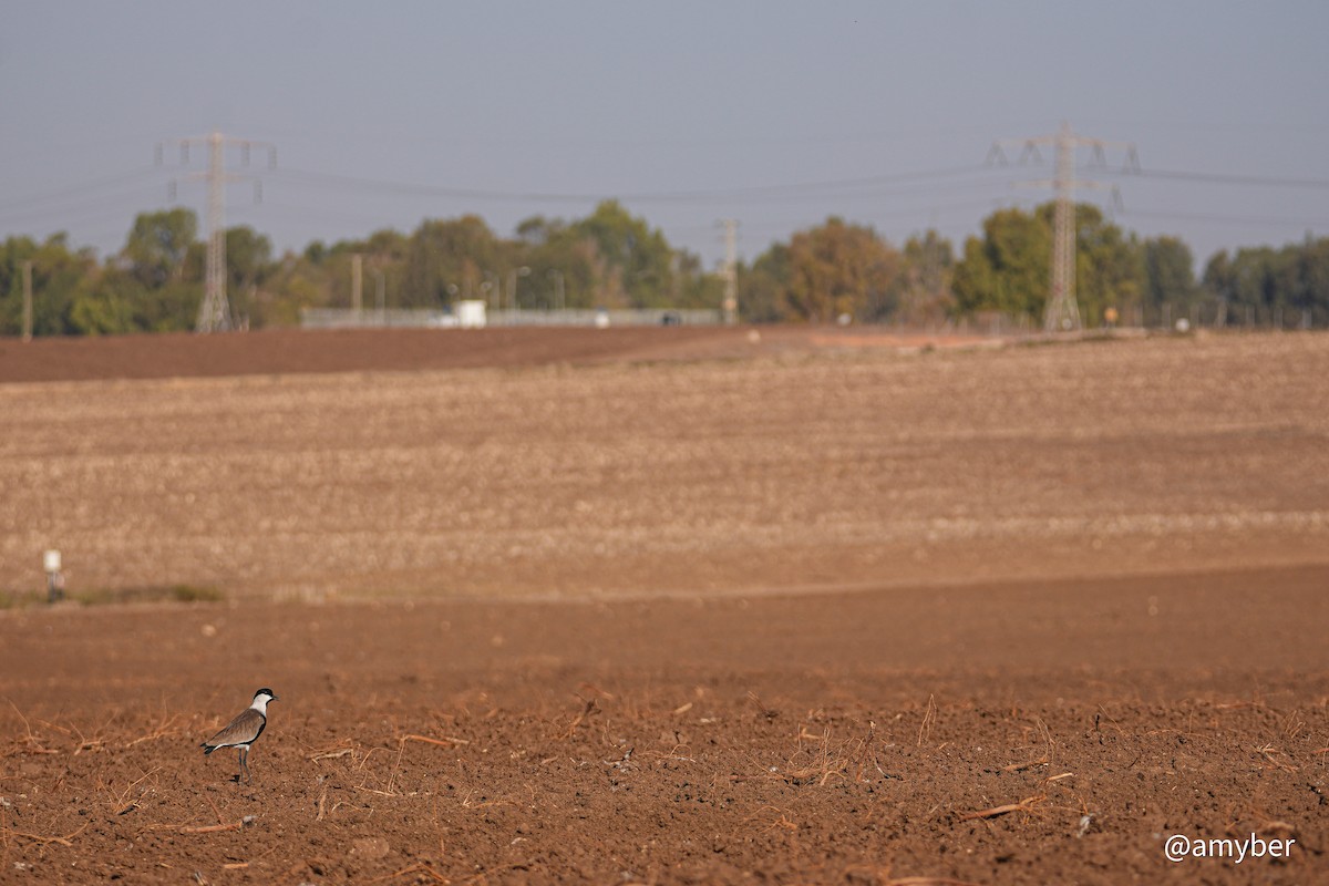 Spur-winged Lapwing - ML645711104
