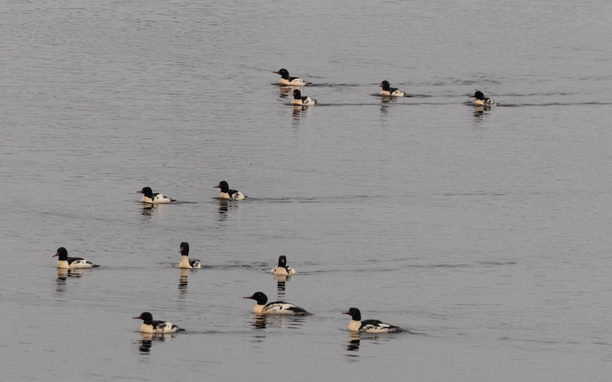 Common Merganser - ML645711107