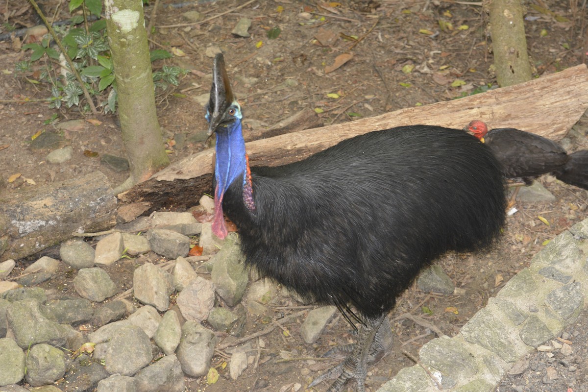Southern Cassowary - ML645711111
