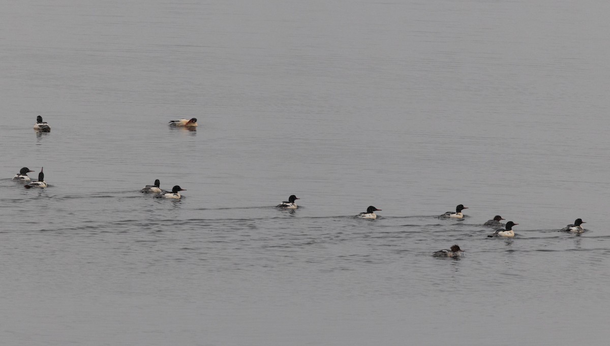 Common Merganser - ML645711112