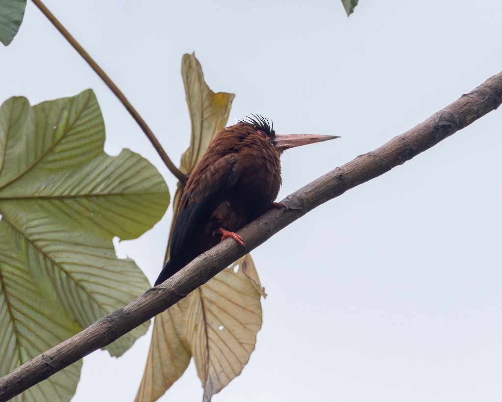 Purus Jacamar - ML645711125