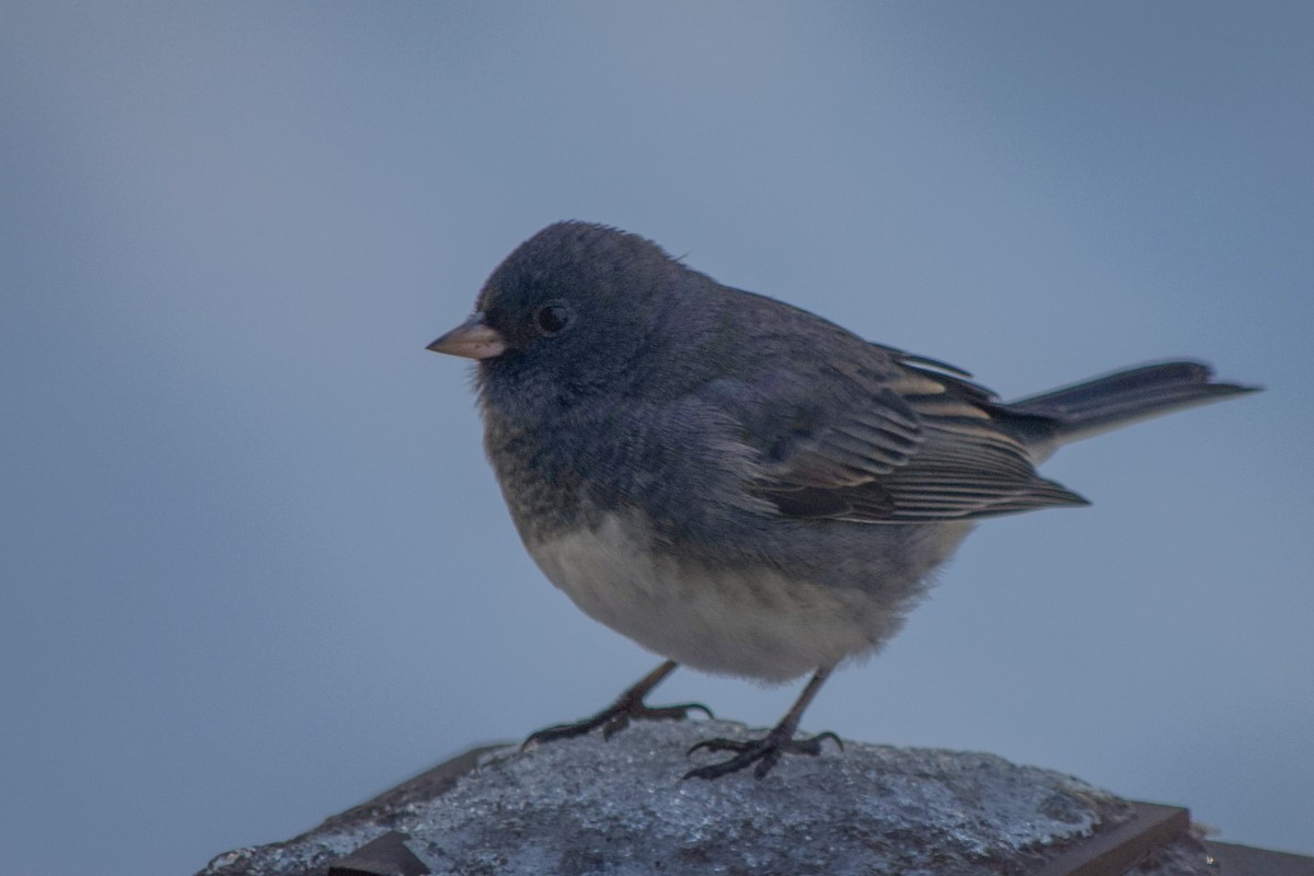 Dark-eyed Junco - ML645711133