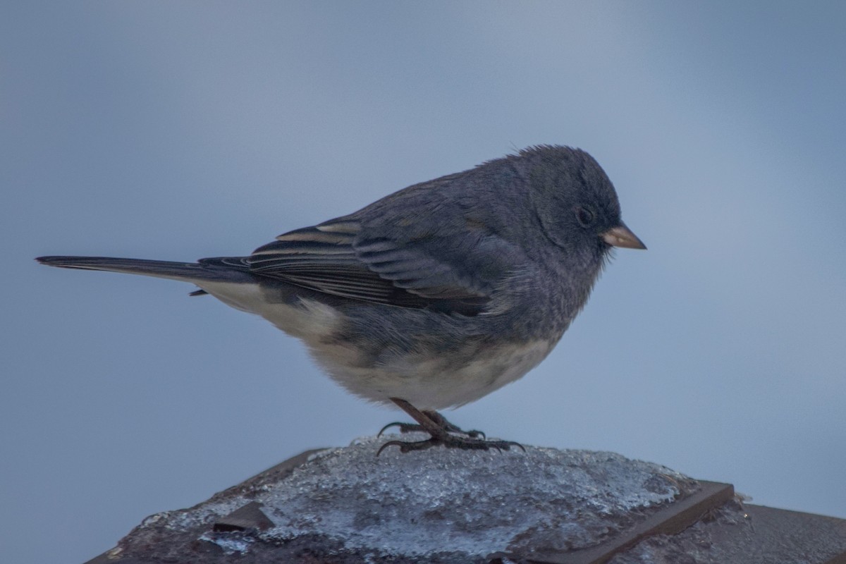Dark-eyed Junco - ML645711134