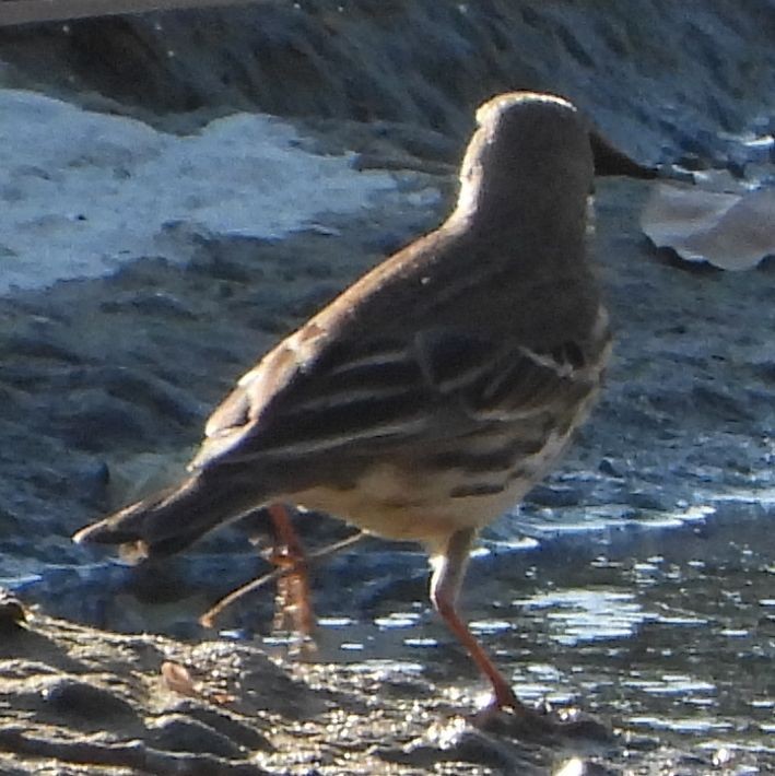 Siberian Pipit - ML645711135
