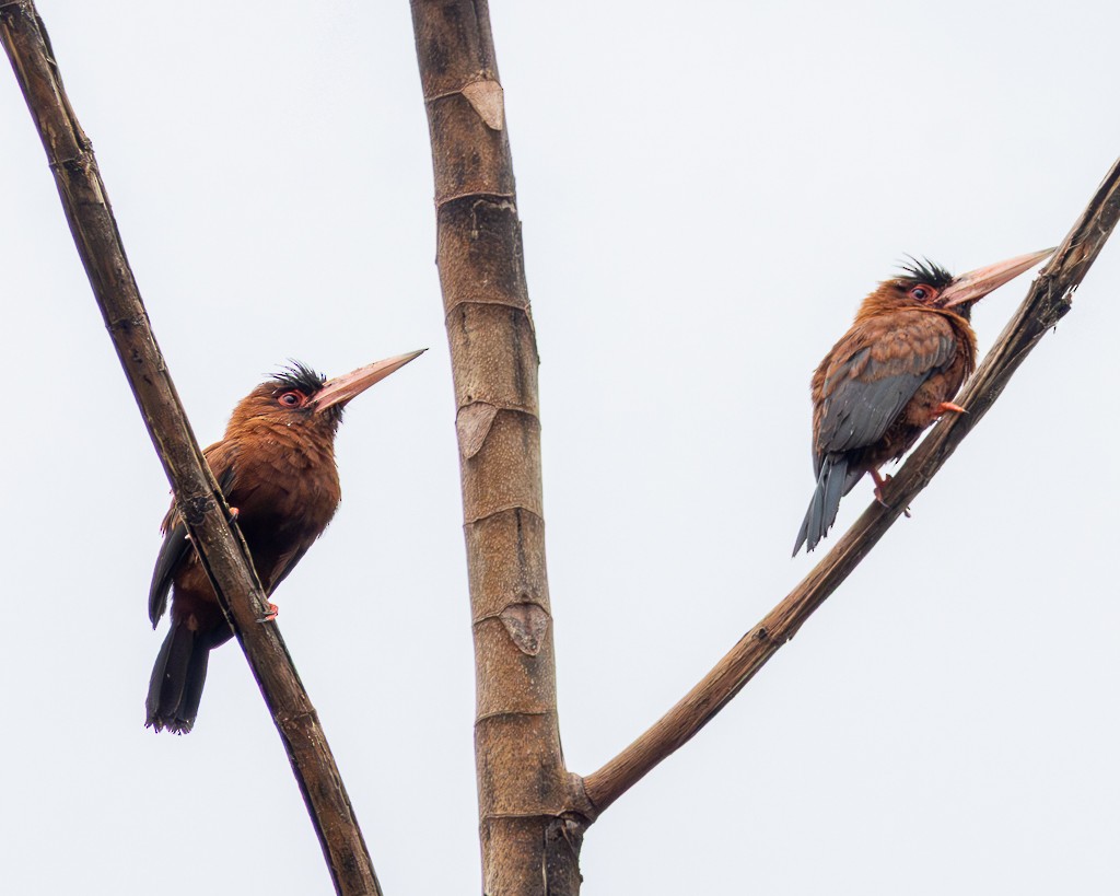 Purus Jacamar - ML645711140