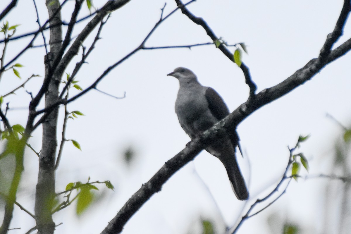 Mountain Imperial-Pigeon - ML645711142