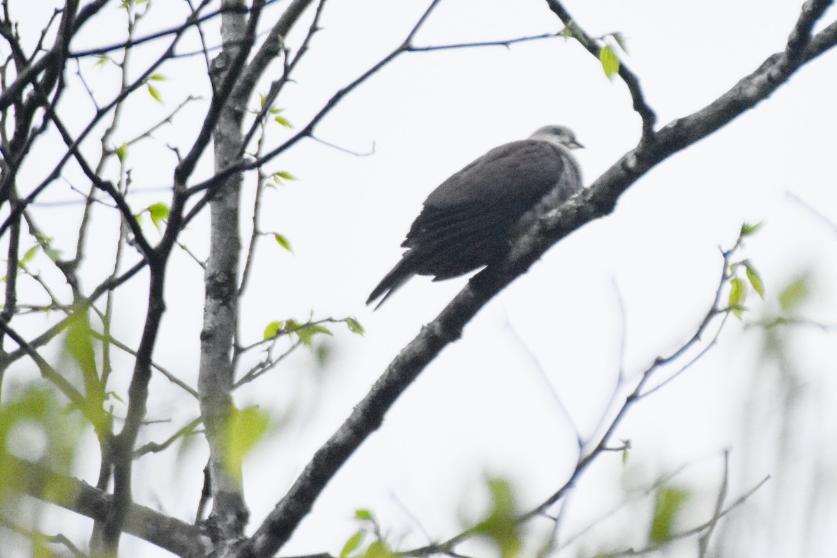 Mountain Imperial-Pigeon - ML645711143