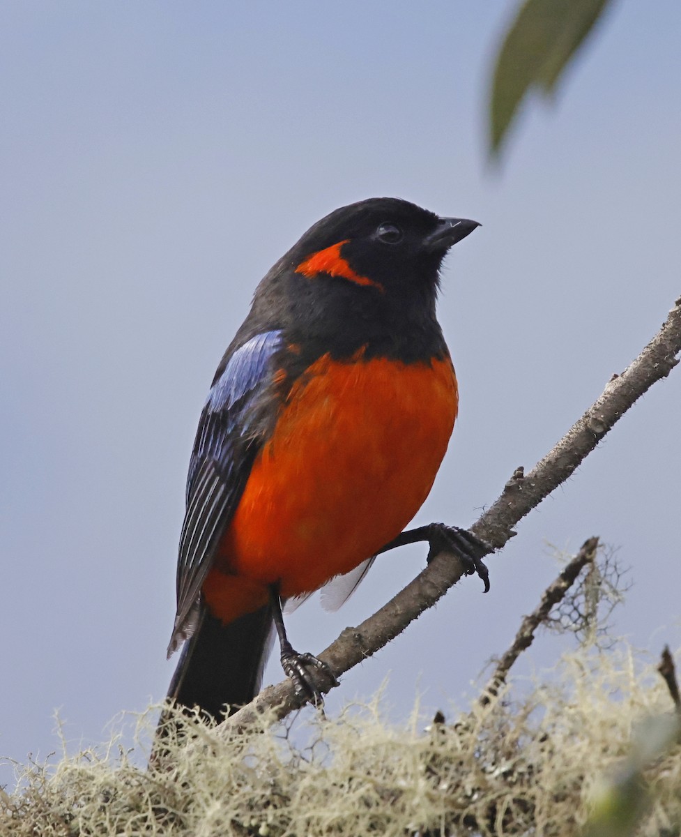 Scarlet-bellied Mountain Tanager - ML645711159