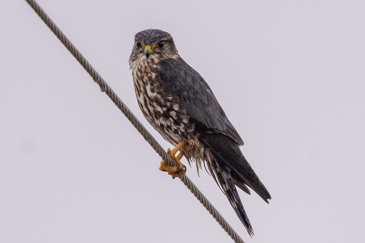 Merlin - ML645711165