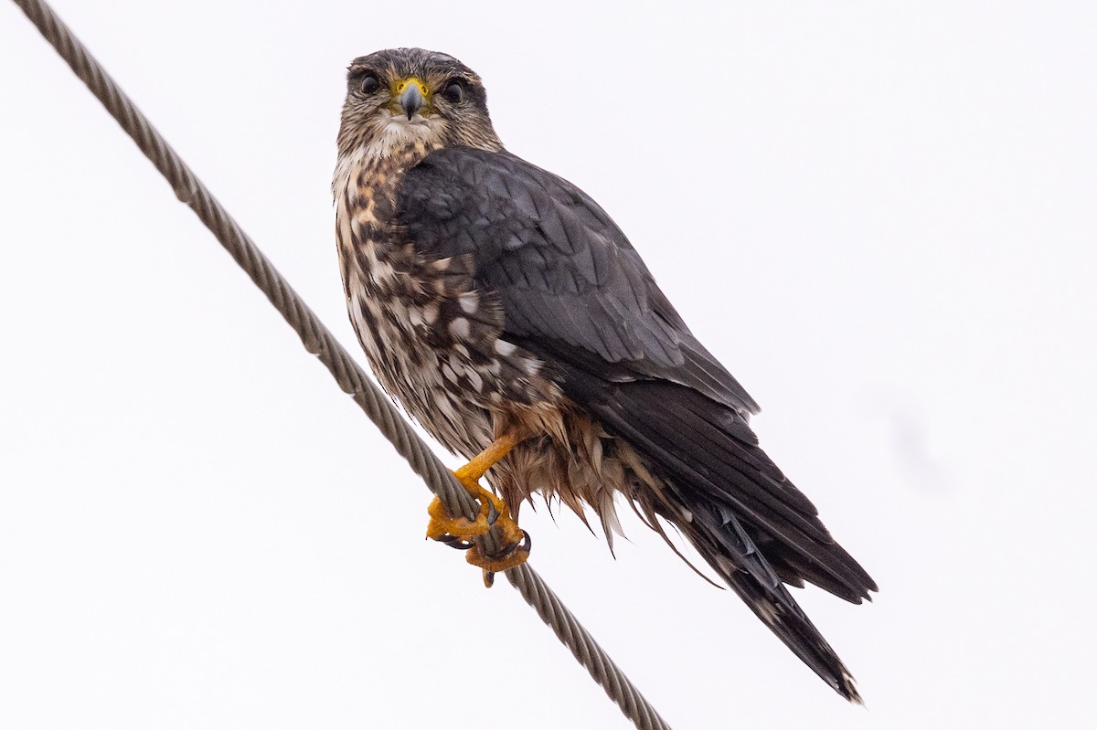 Merlin - ML645711166