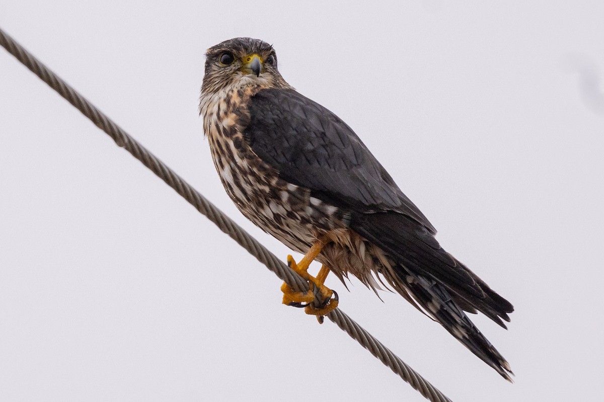 Merlin - ML645711167