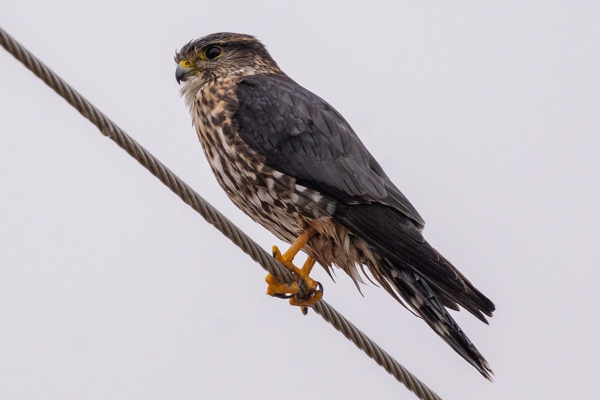 Merlin - ML645711169