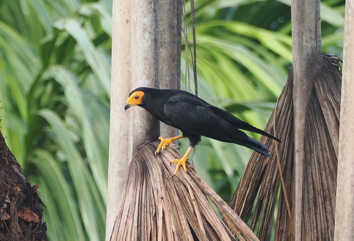 Siyah Karakara - ML645711171