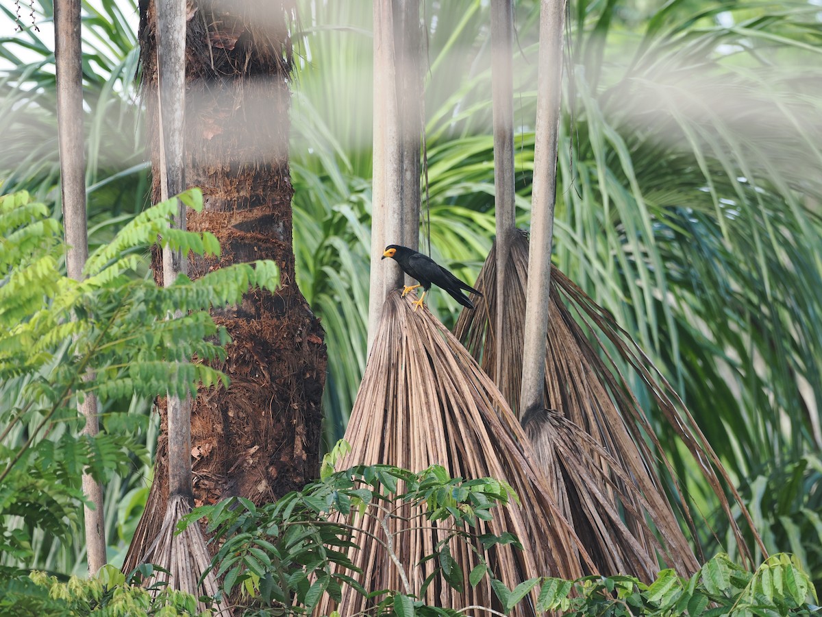 Siyah Karakara - ML645711173