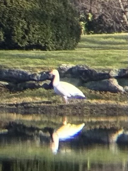 ハクガン - ML645711174