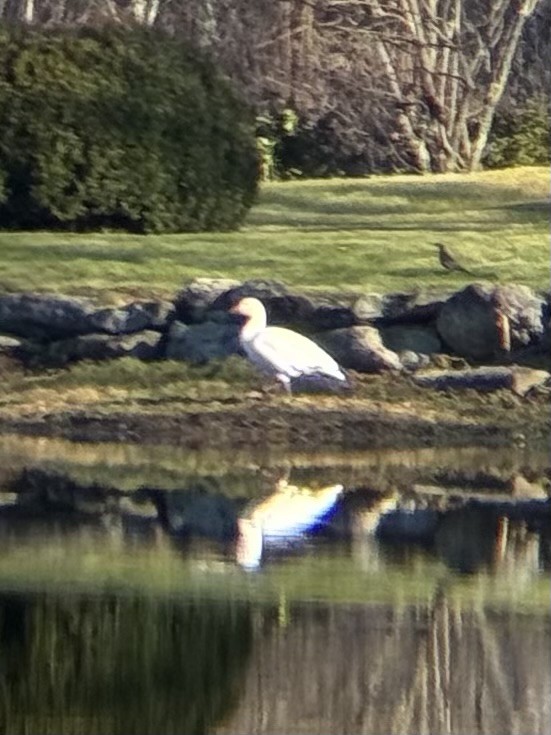 ハクガン - ML645711175