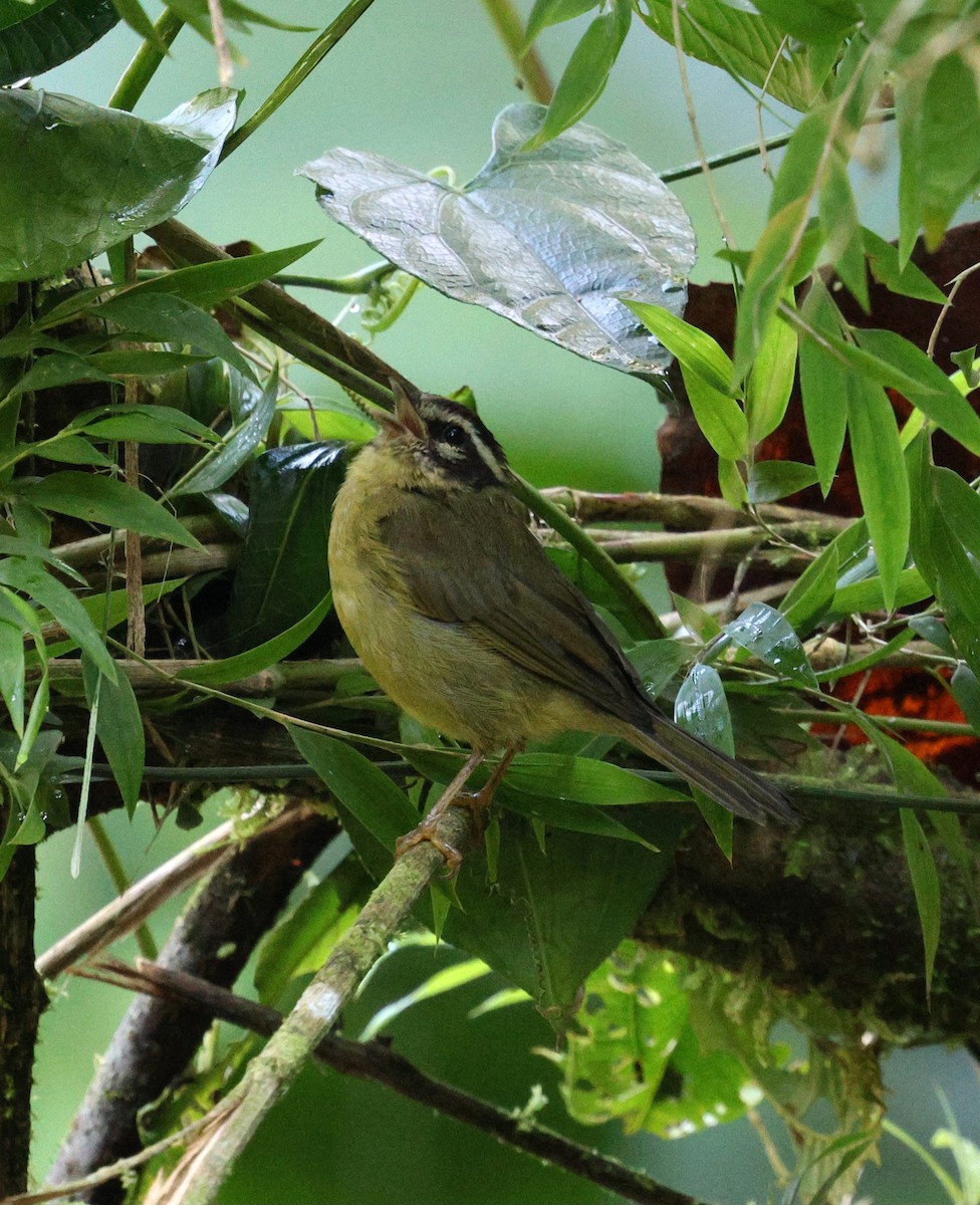 Коронник смугастоголовий - ML645711183