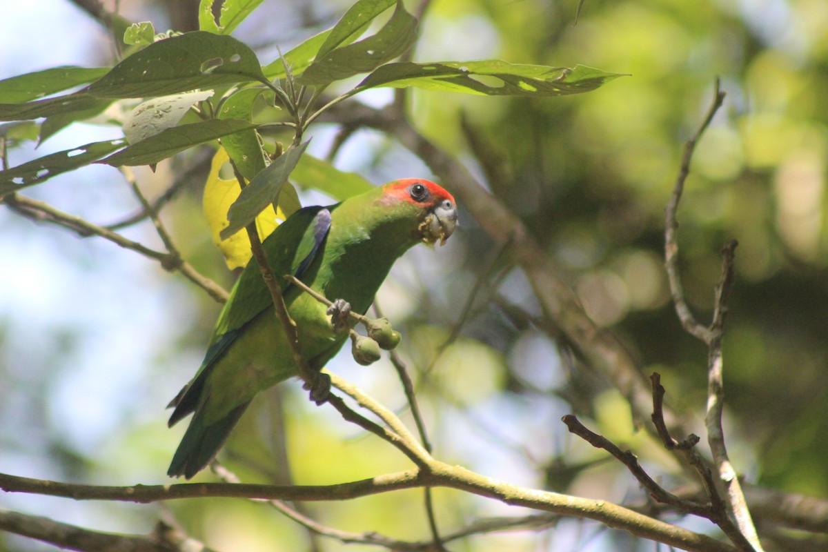Pileated Parrot - ML645711203