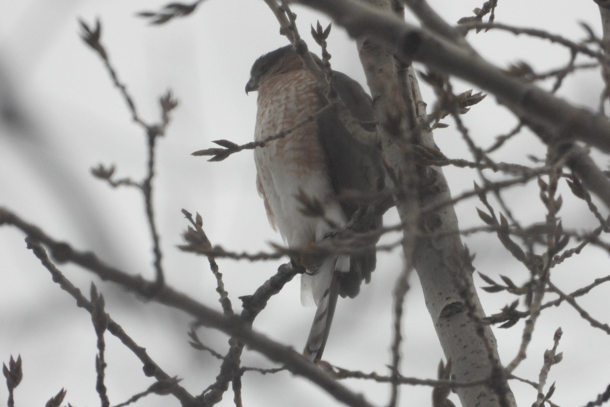 Cooper's Hawk - ML645711210