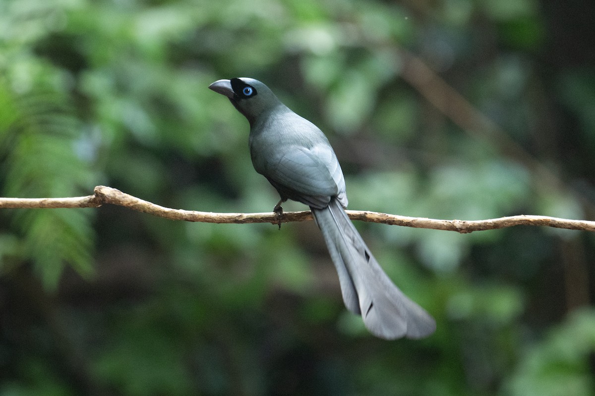 Ракетохвостая сорока - ML645711218