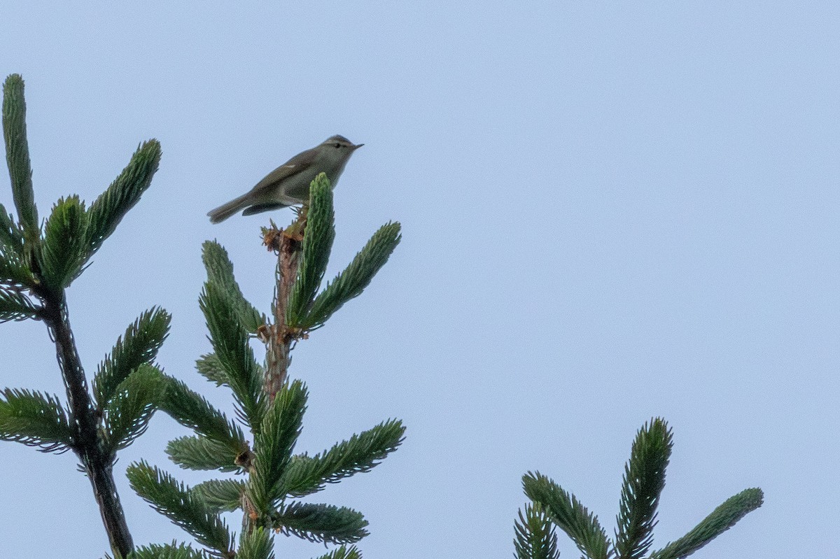 budníček zelený - ML645711221