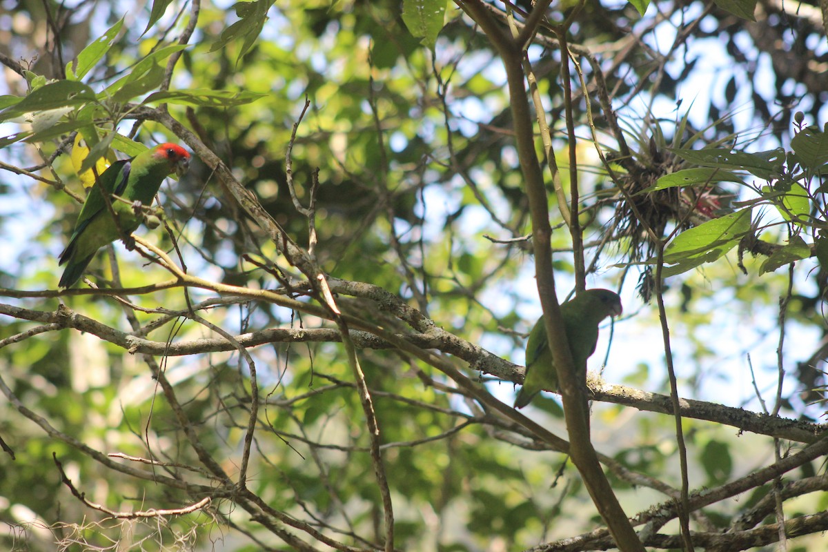 Pileated Parrot - ML645711225