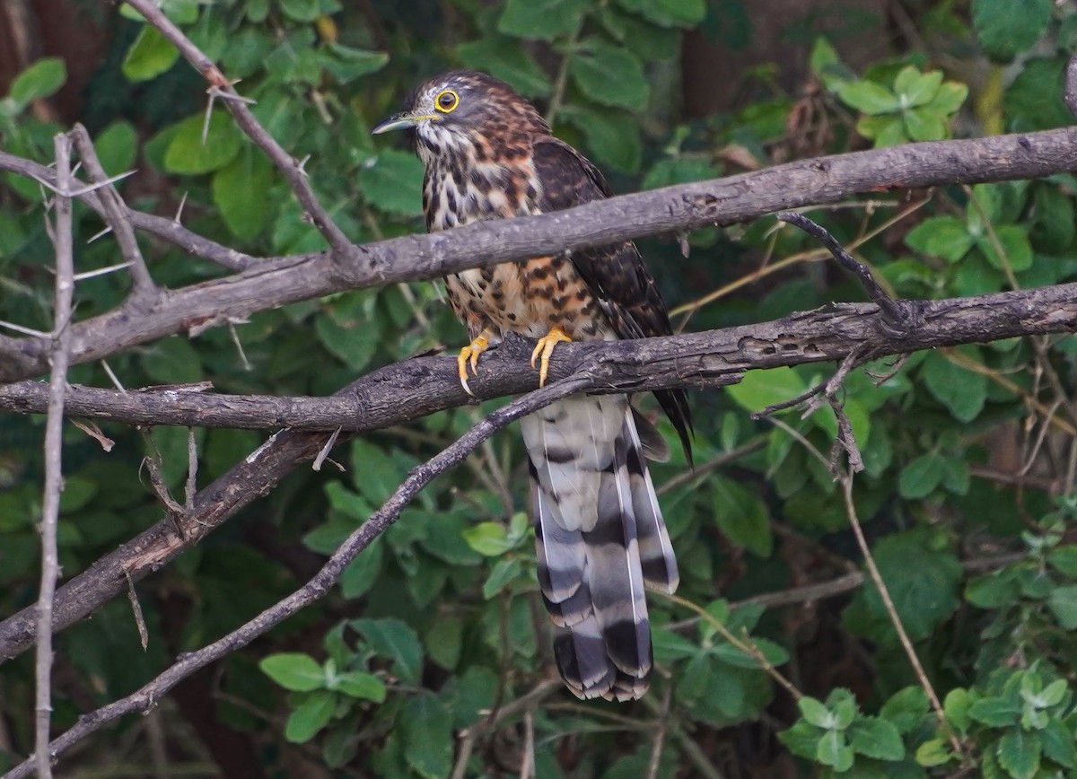 Büyük Atmaca Guguğu - ML645711232