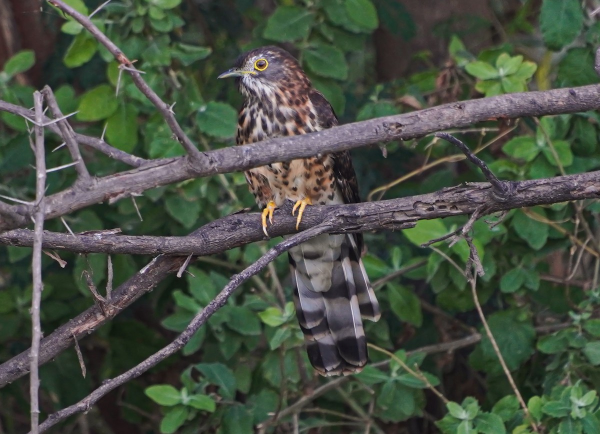 Büyük Atmaca Guguğu - ML645711233