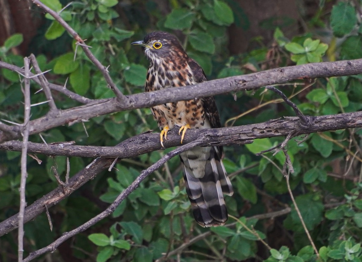 Büyük Atmaca Guguğu - ML645711234