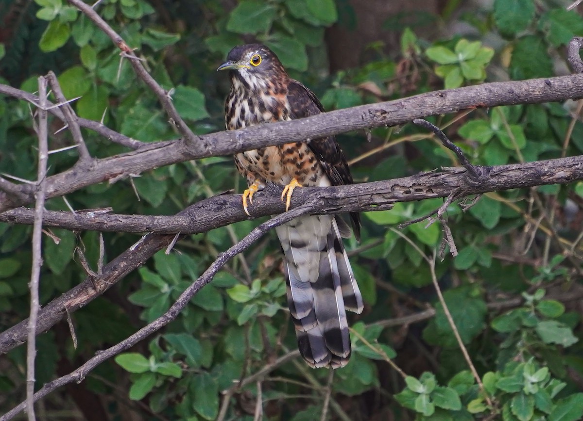 Büyük Atmaca Guguğu - ML645711235