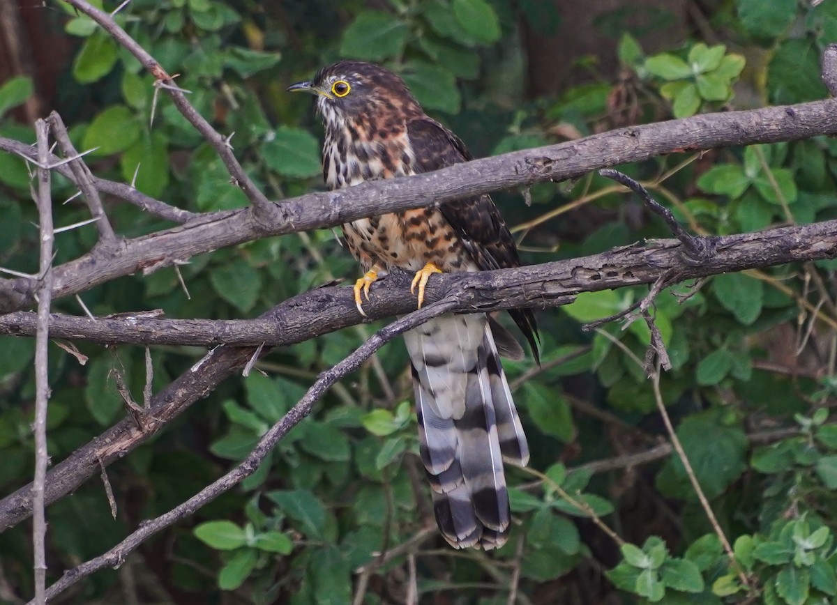 Büyük Atmaca Guguğu - ML645711236