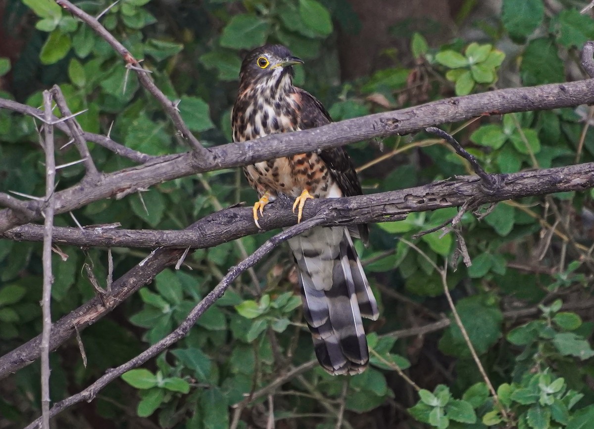 Büyük Atmaca Guguğu - ML645711237