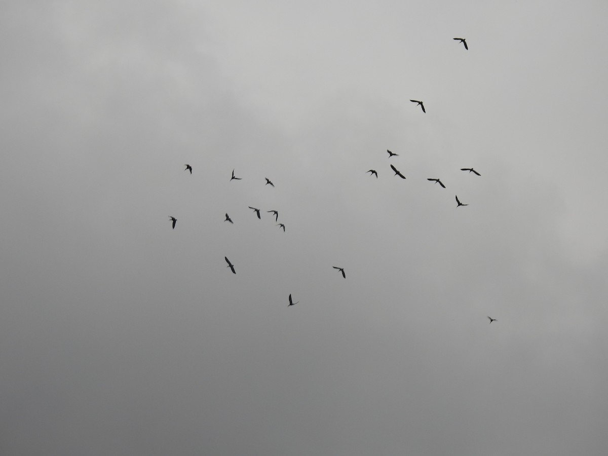 Hadada Ibis - ML645711279