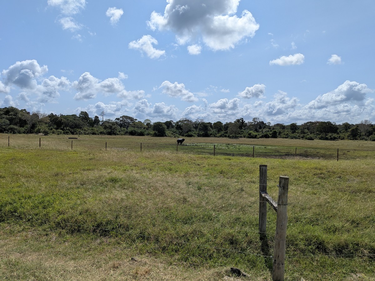 African Savanna Elephant - ML645711290