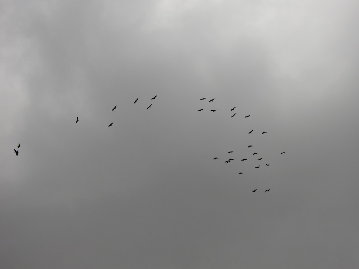 Hadada Ibis - ML645711293