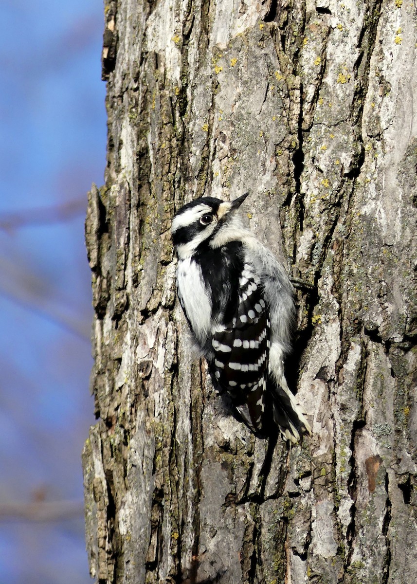 strakapoud osikový - ML645711315