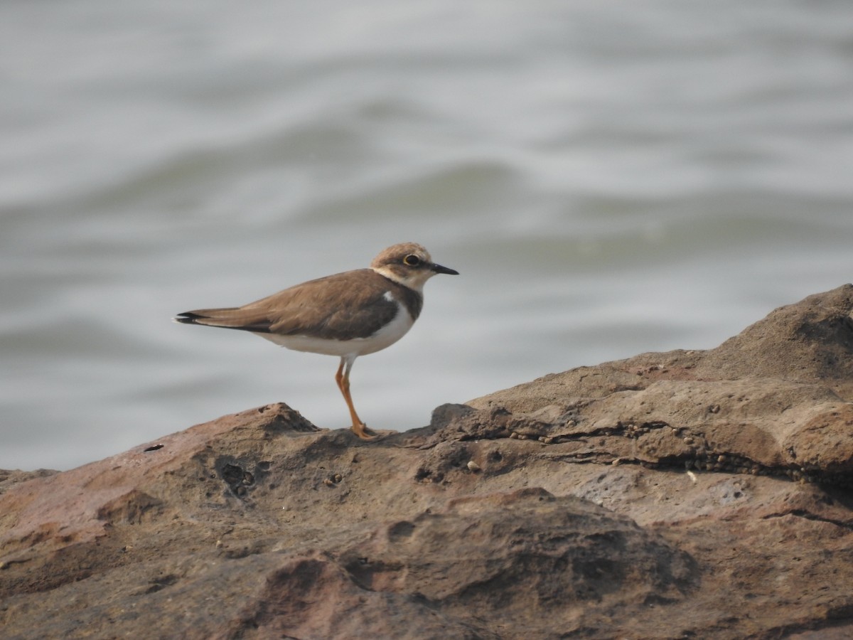 Txirritxo txikia - ML645711319