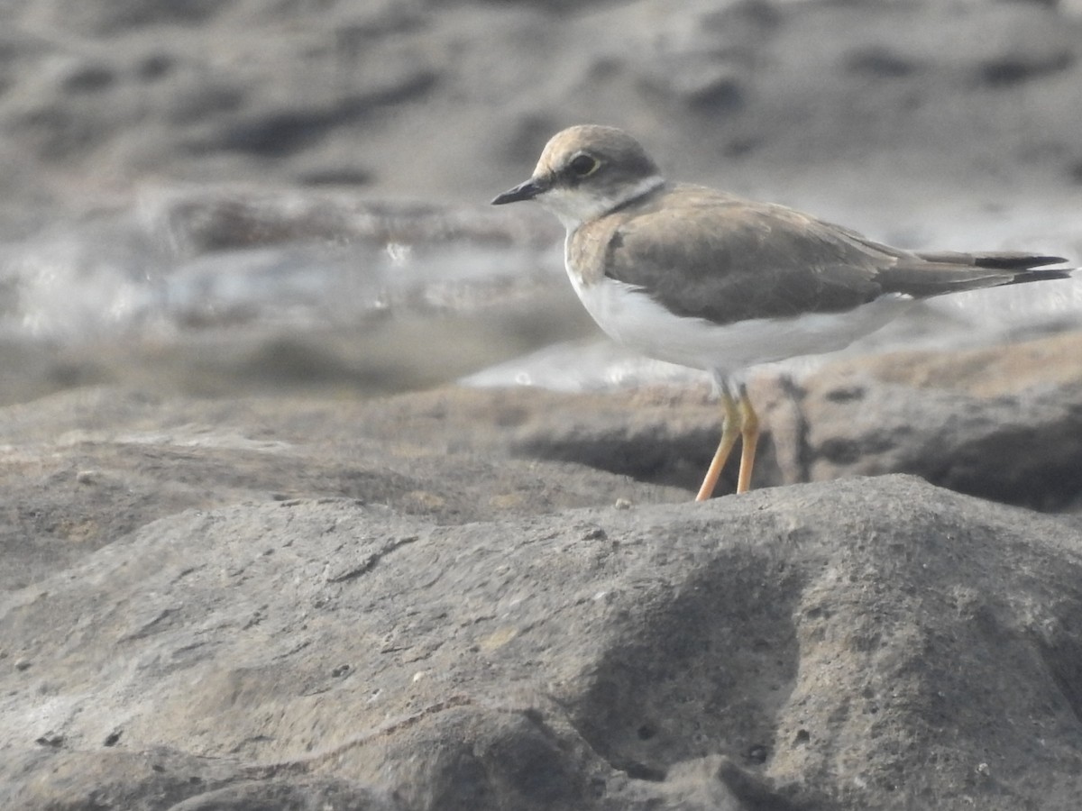 Txirritxo txikia - ML645711320