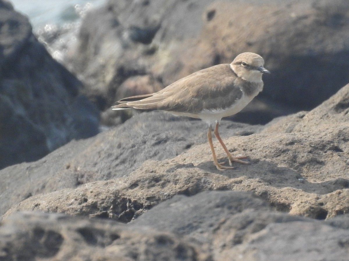 Txirritxo txikia - ML645711321