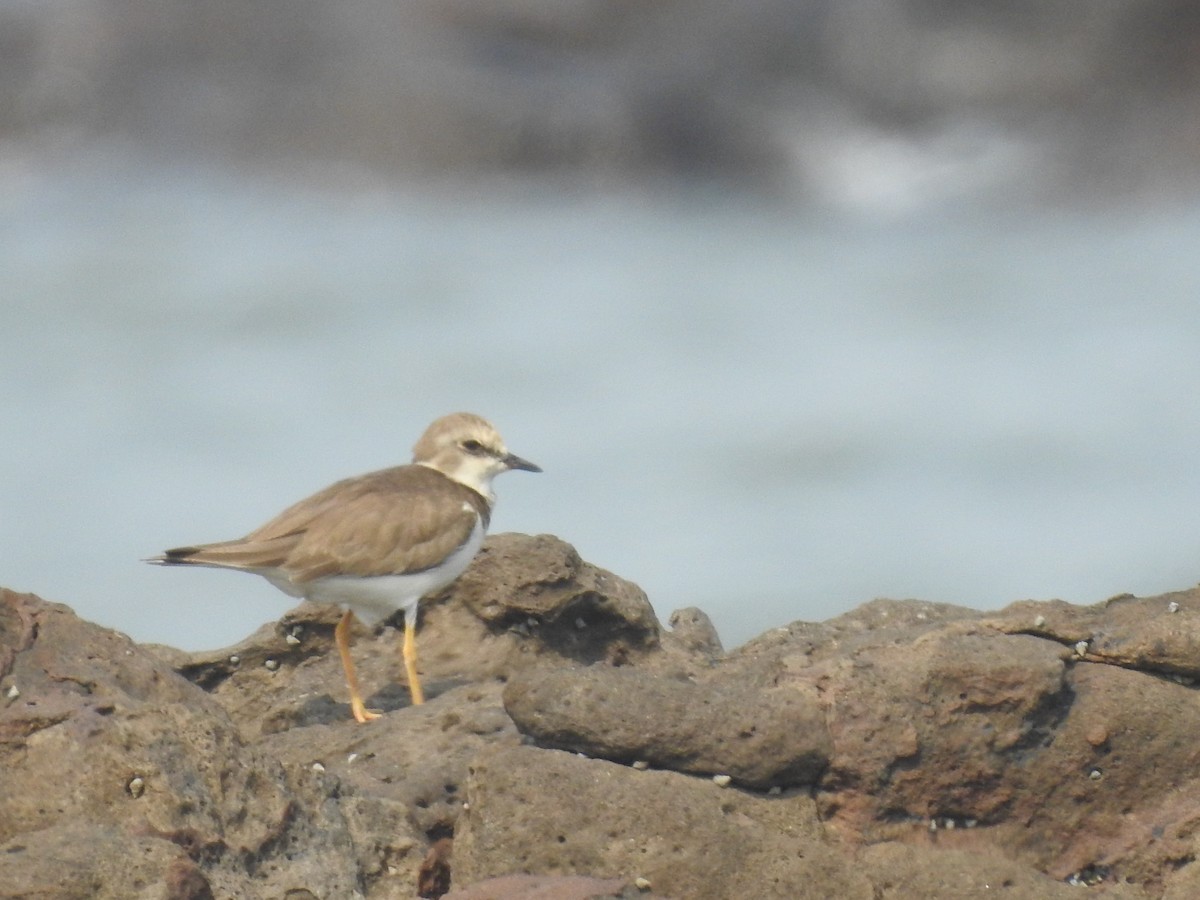 Txirritxo txikia - ML645711323