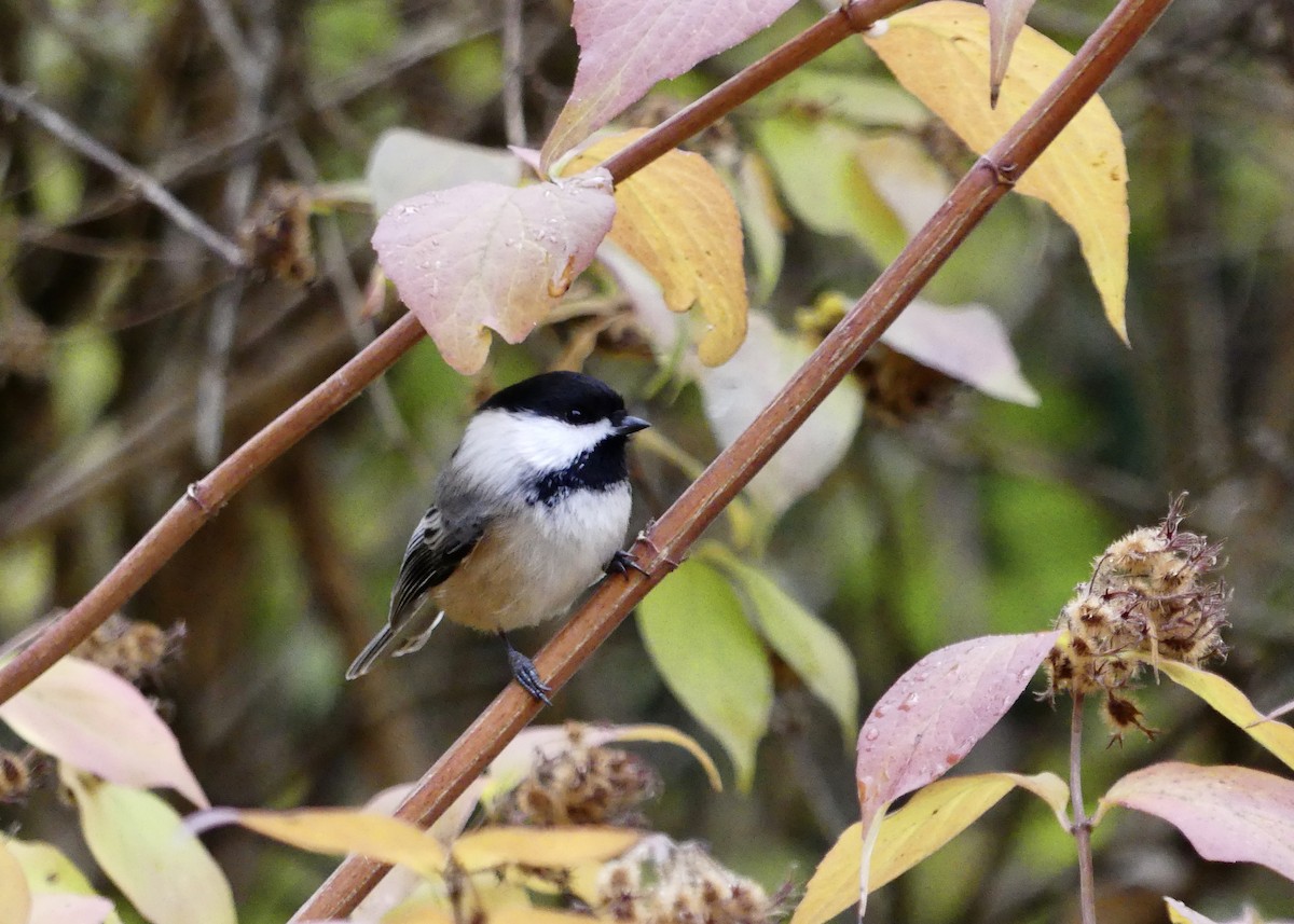 sýkora černohlavá - ML645711329