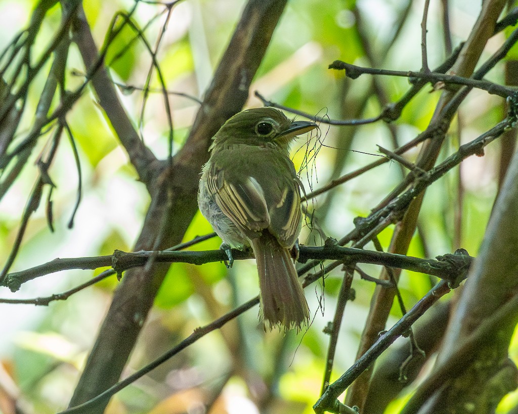 Western Olivaceous Flatbill - ML645711331